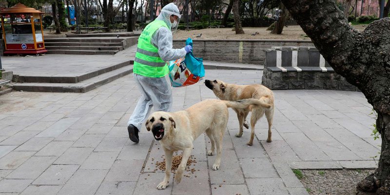 El Senado de la República aprobó un proyecto que busca fomentar el trato digno a los animales de compañía y establecer las bases para sancionar a quienes realicen acciones de crianza, comercialización o reproducción clandestina de perros y gatos.