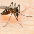 malaria1