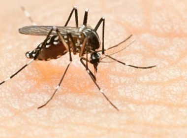 malaria1