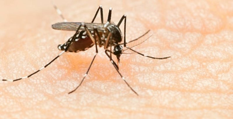 malaria1