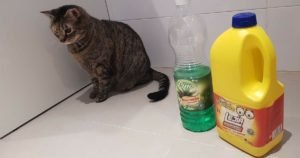 GATO2