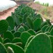 nopal1