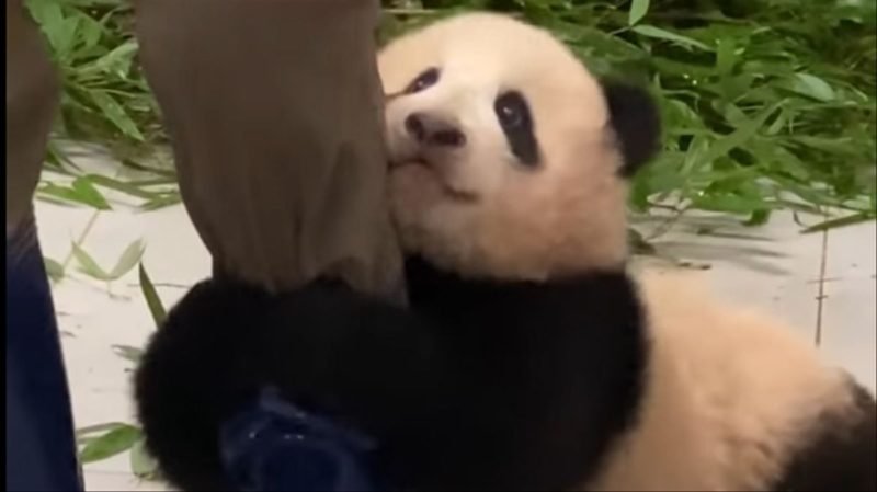 bebe1