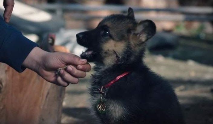 pet film pet film