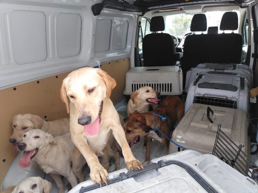 ANIMALES2