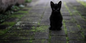 ANIMALES3