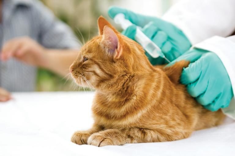 gatos3