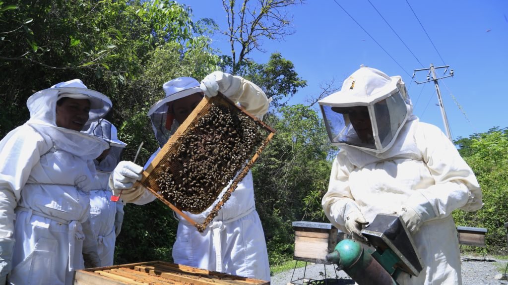 abejas1