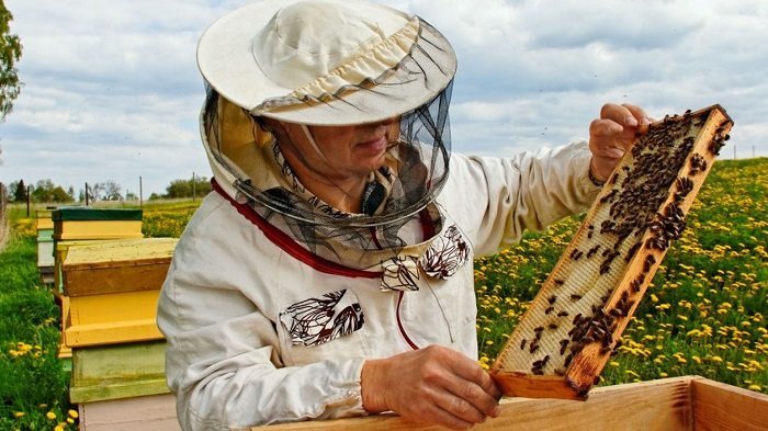 abejas2