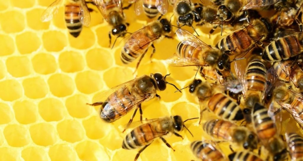 abejas3