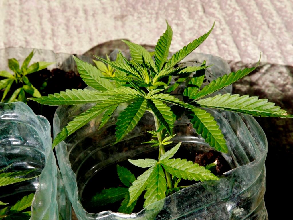 marihuana3