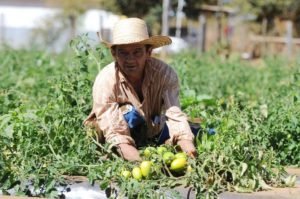 agricultura2