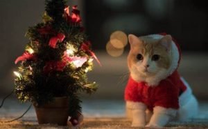 cat