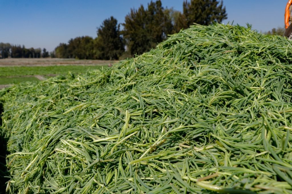 romeritos3