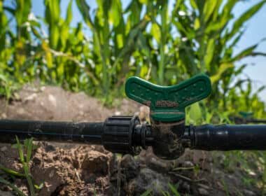 260122 AGRICULTURA PEUA 54