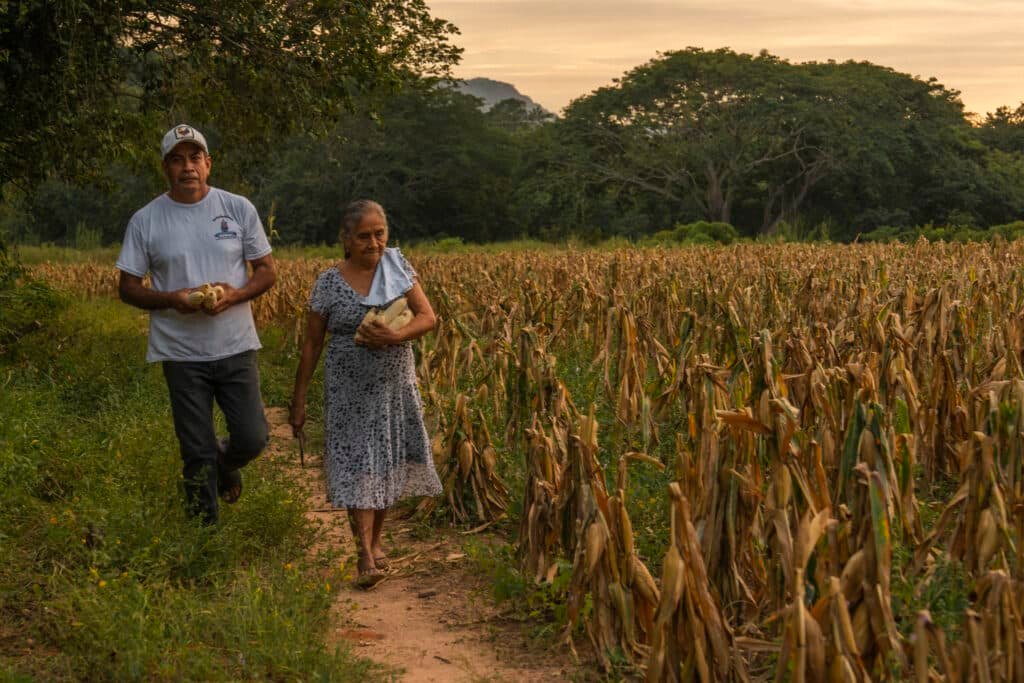 260414 AGRICULTURA descarta alza en precios de maiz y harina 5