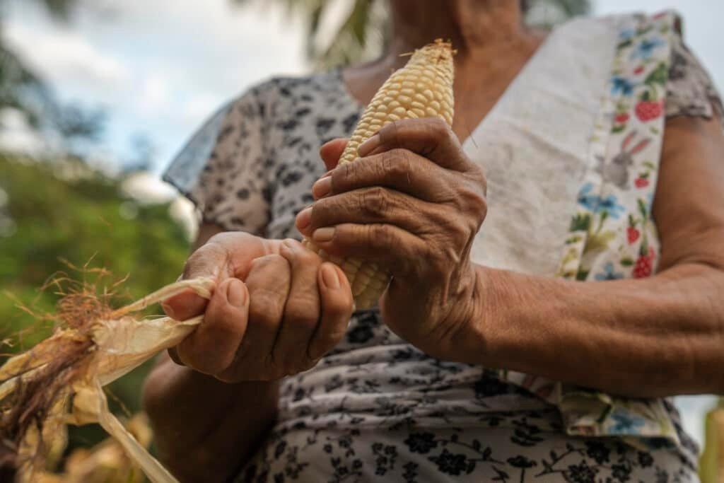 260414 AGRICULTURA descarta alza en precios de maiz y harina 7 1