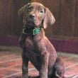 "Brown puppy with green collar sitting on tiled floor indoors, wood-paneled walls in background, warm lighting."