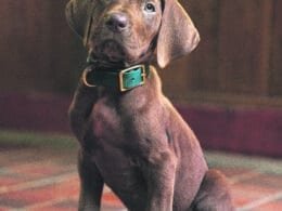"Brown puppy with green collar sitting on tiled floor indoors, wood-paneled walls in background, warm lighting."