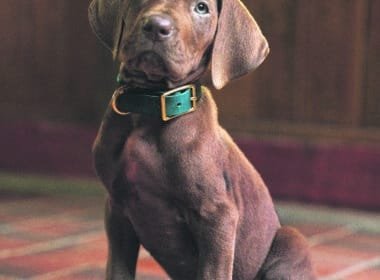 "Brown puppy with green collar sitting on tiled floor indoors, wood-paneled walls in background, warm lighting."