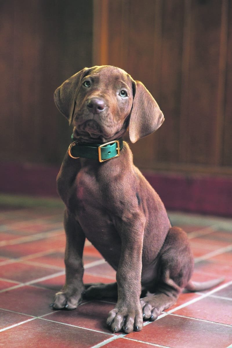 "Brown puppy with green collar sitting on tiled floor indoors, wood-paneled walls in background, warm lighting."