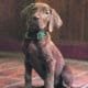 "Brown puppy with green collar sitting on tiled floor indoors, wood-paneled walls in background, warm lighting."