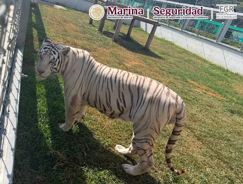 TAMAULIPAS 20